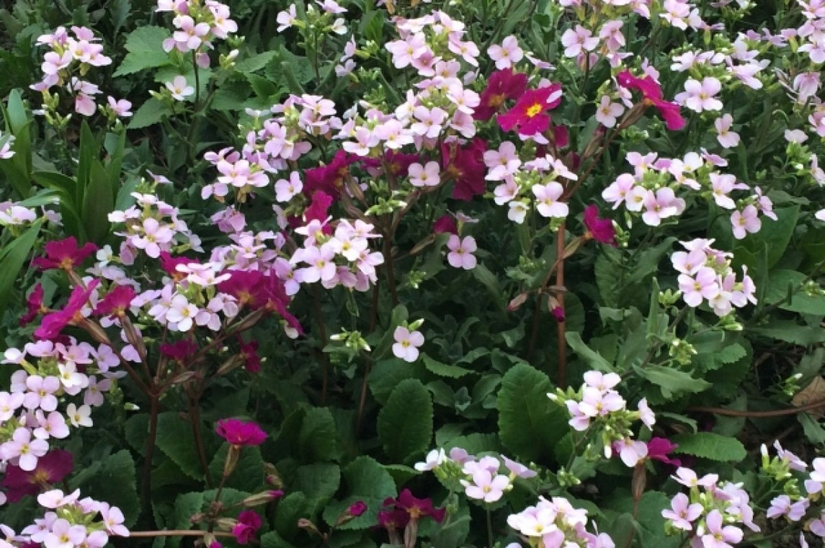    27 апреля в Туле прогнозируют переменную облачность и дождь