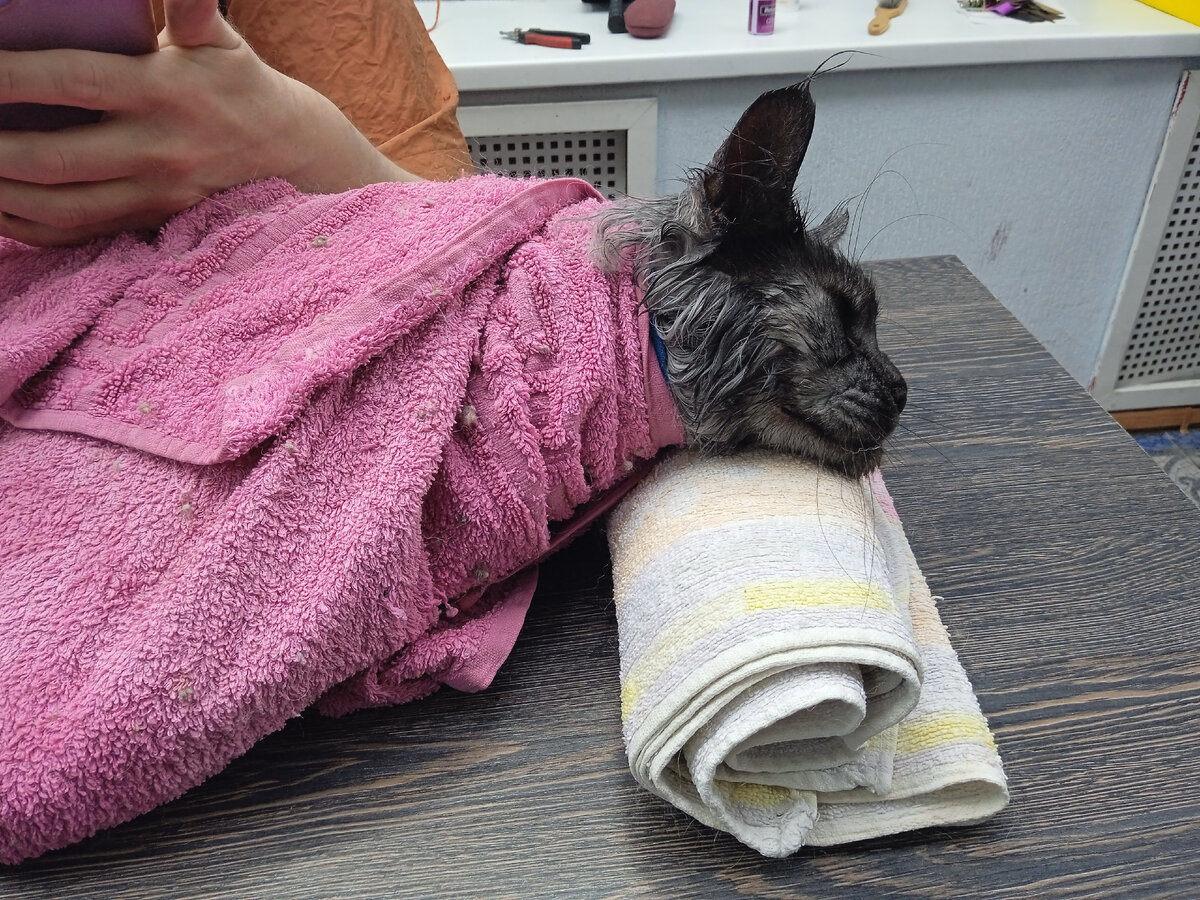 Брутик у грумера Ольги