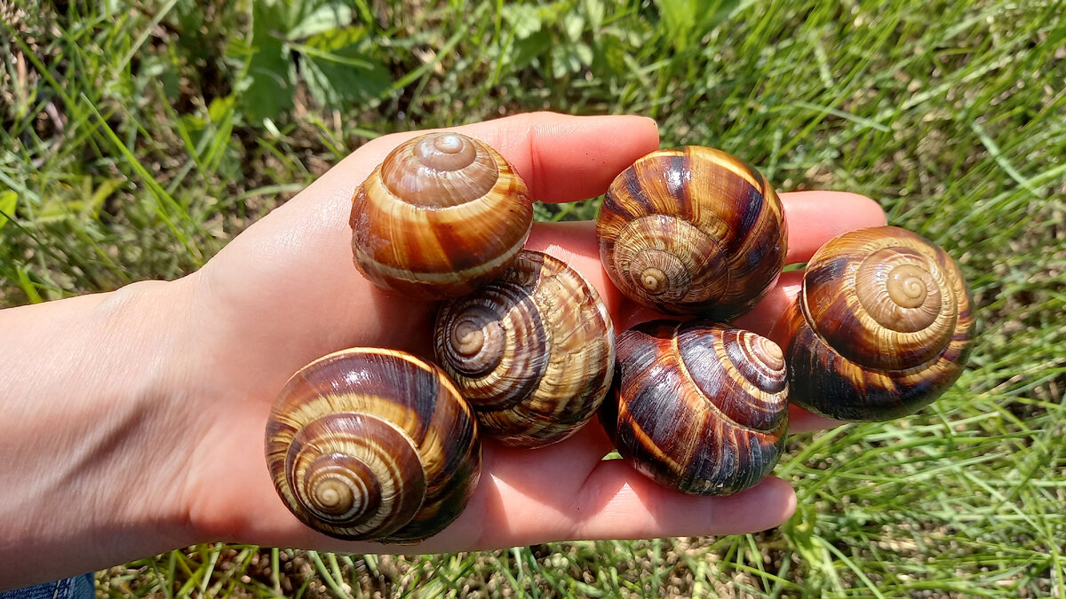 Coser Como Un caracol Tilda