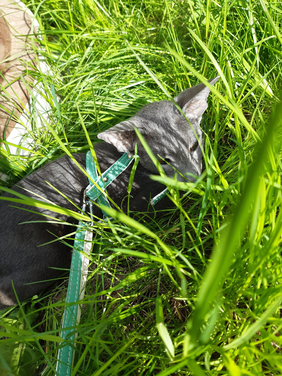 Притаившийся тигр!