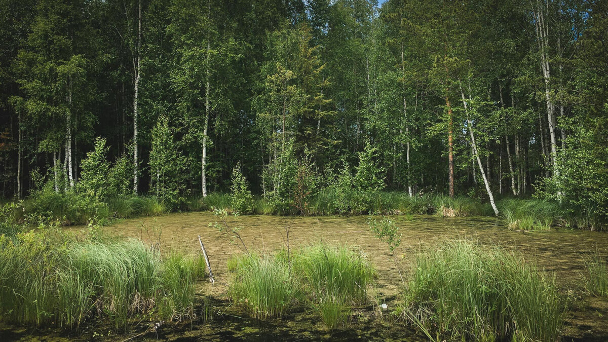     В Удмуртии установили дополнительные требования пожарной безопасности в лесах — с 25 апреля введен особый противопожарный режим. Теперь полностью запрещено разведение костров в лесах, сообщила пресс-служба главы и правительства региона.