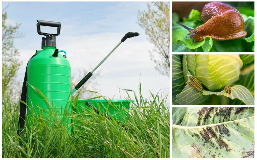 Обработка садовым опрыскивателем поможет защитить растения от садовых вредителей и возбудителей заболеваний