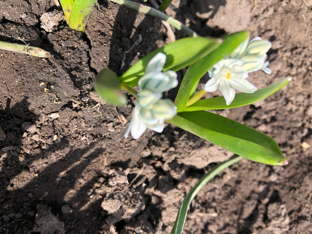 Сцилла сибирская.