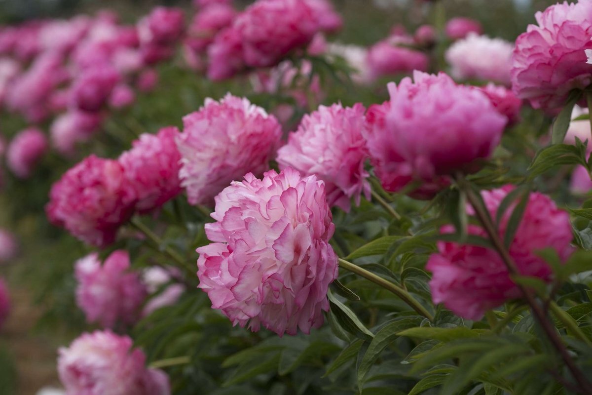 Джокер (Paeonia lactiflora Joker)  