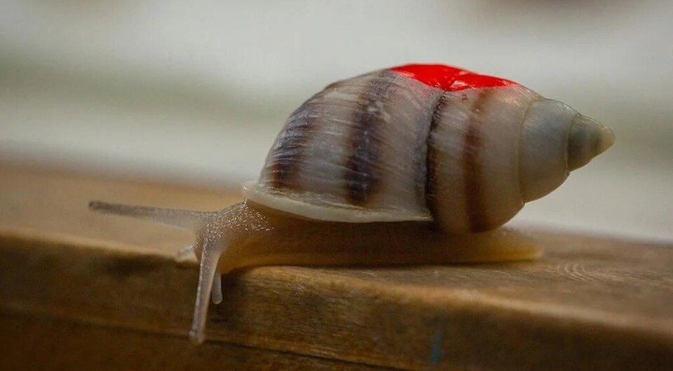   ZSL
