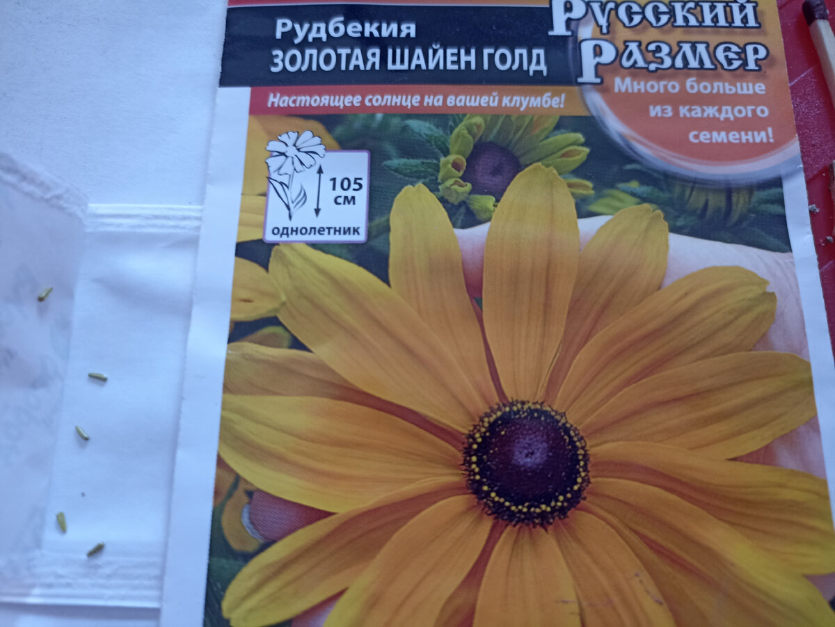 Рудбекию выращиваю из семян.  Растет как многолетник. Фото автора