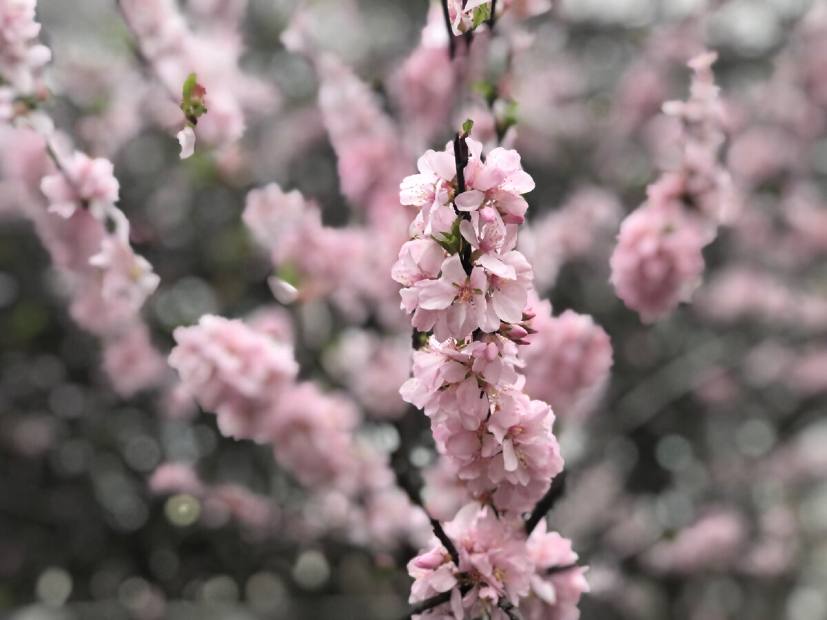 Сакура у МГУ. Фото автора
