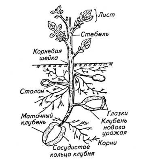 Глазки клубня картофеля