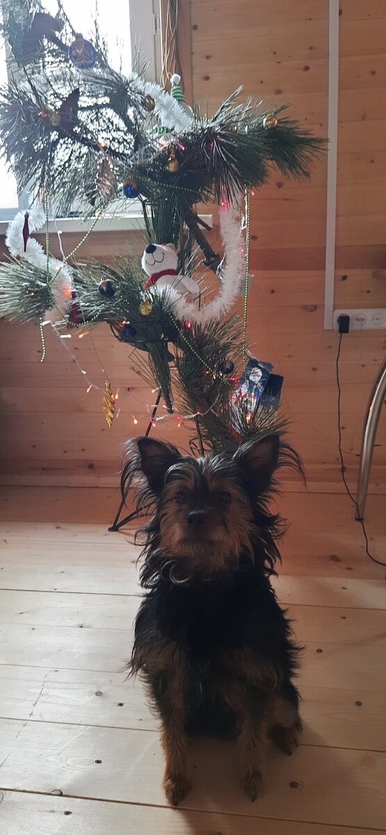 К сожалению той фотографии не осталось, но вот эта сделана спустя два года. Тут она уже взрослая  состоявшаяся собака:) Зовут малышку Бусинка. На данный момент ей уже пятый год. 