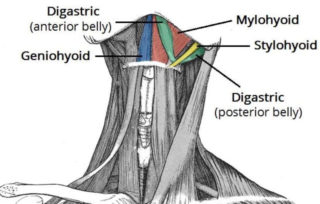 Подъязычные мышцы (выделены цветом) 