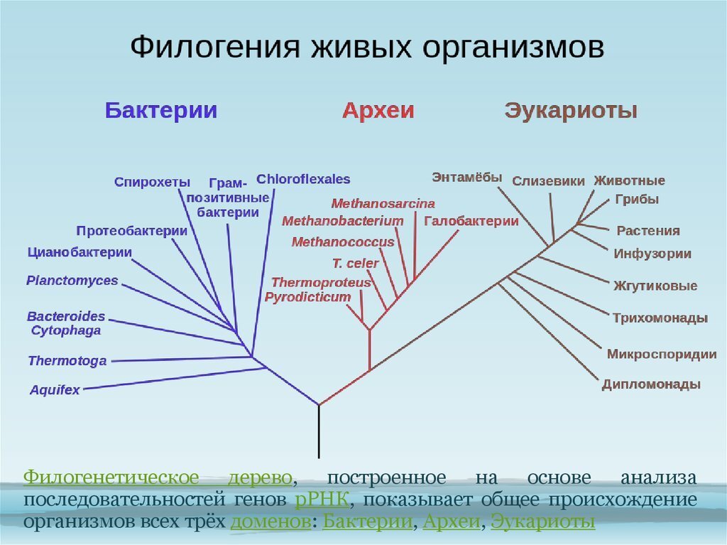 Линии предков. Филогенетическое Древо живого. Филогенетическое дерево бактерий. Трехдоменная система Карла вёзе. Укорененное филогенетическое Древо.