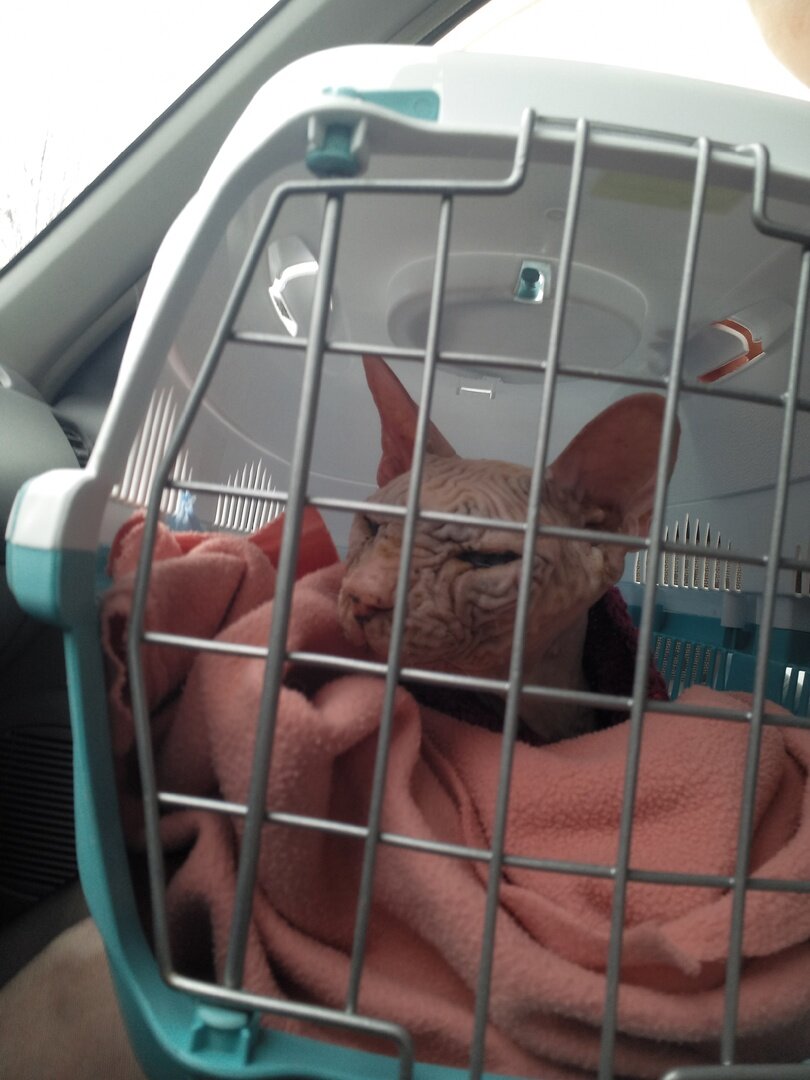 В переноске ездить не нравится, лучше на ручках