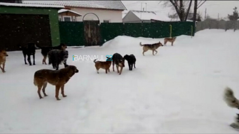     Бродячие собаки в Барнауле. https://vk.com/barneos22