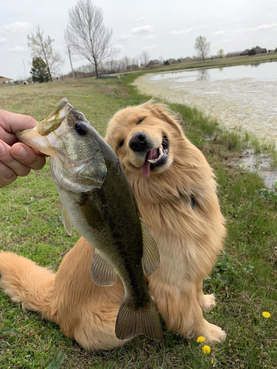 Dog fishing. Собака Рыбак. Прикольная рыба. Приколы на рыбалке. Рыболовные приколы.