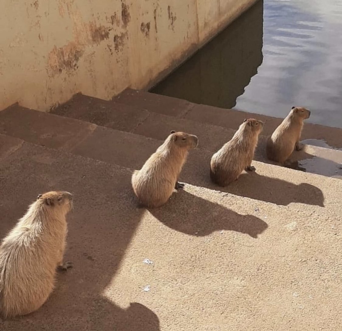 A ORIGEM DO TERMO CAPIVARA  Капибара, Котята, Забавные зверюшки