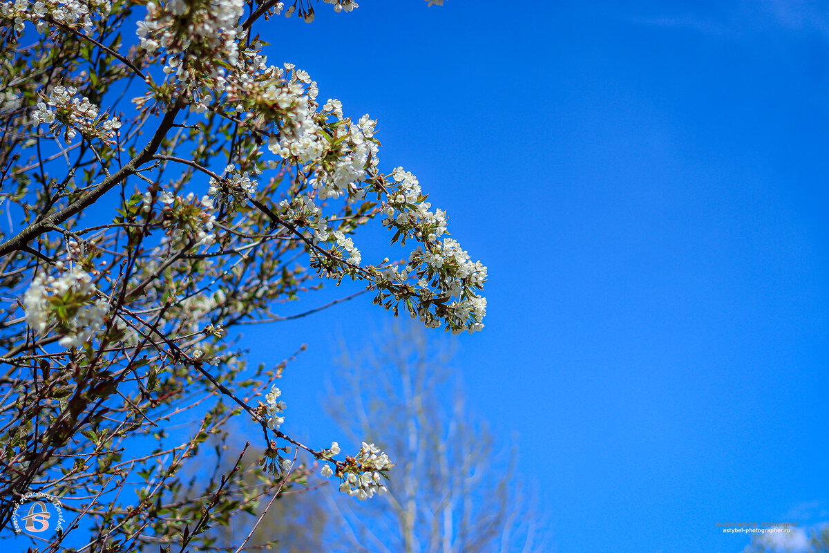 Цветение вишни 🌸 
Снято: 24 мая 2020 года
Фотограф: Анастасия Белякова