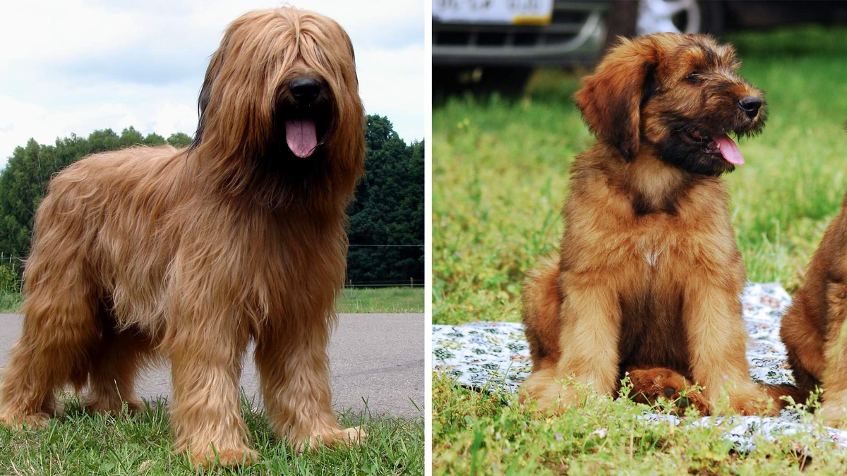 Взрослая особь и щенок