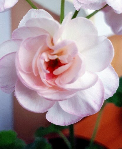 Очень тонкая игра оттенков от белого до кремового и розового делает её не похожей ни на какой другой сорт