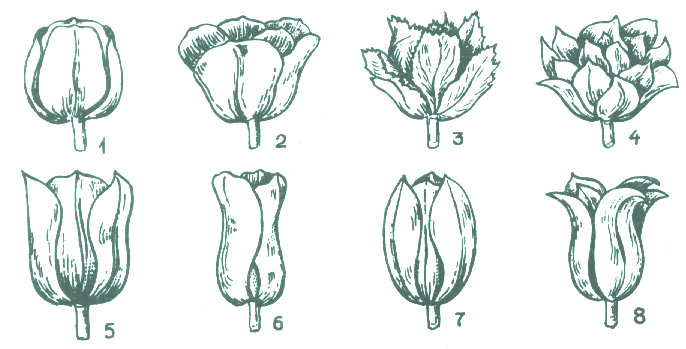 Тюльпан форма листа. Классификация тюльпана. Форма тюльпан. Форма бутона тюльпана. Строение бутона тюльпана.