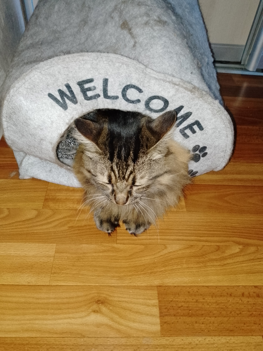 Кот в домике