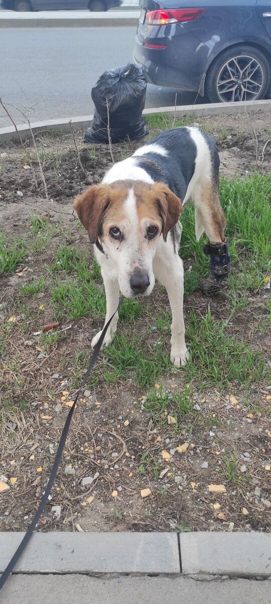 Старый трехлапый пират на своей деревянной ноге передаёт привет. Он с нами😉