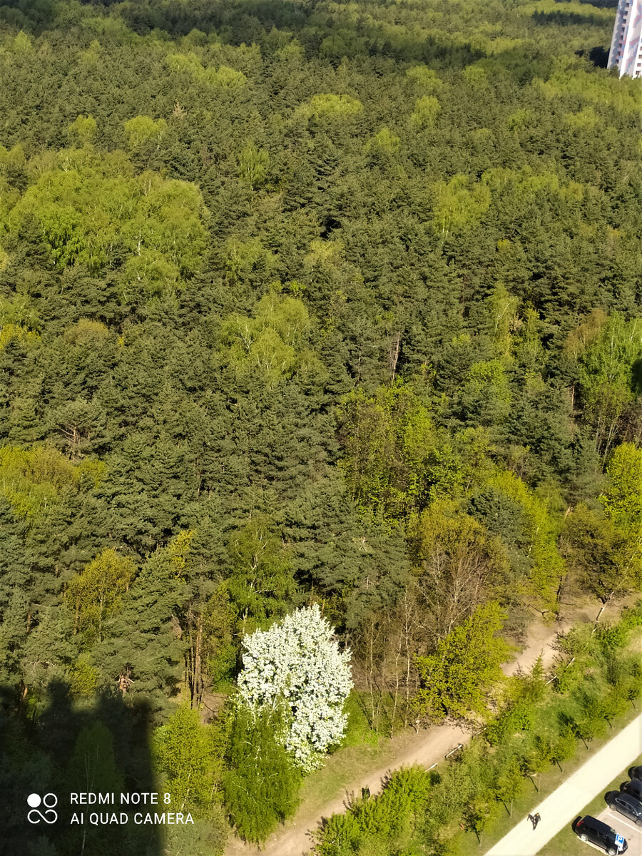 Кузьминский лесопарк с высоты птичьего полёта