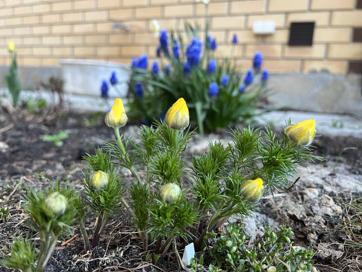 Адонис весенний