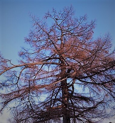 Март. Начало весны. Фото О. Камаловой.