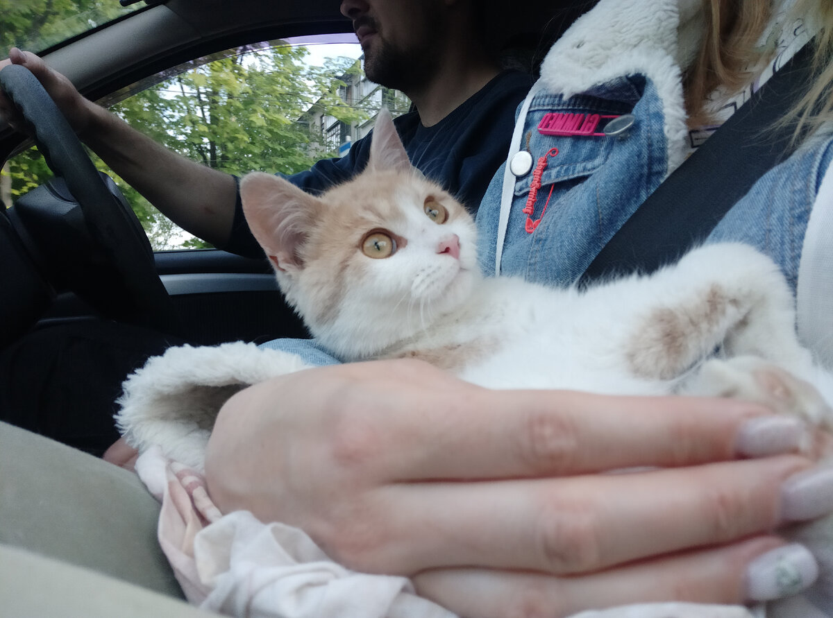 В машине ведёт себя идеально. Будто, всю жизнь катается