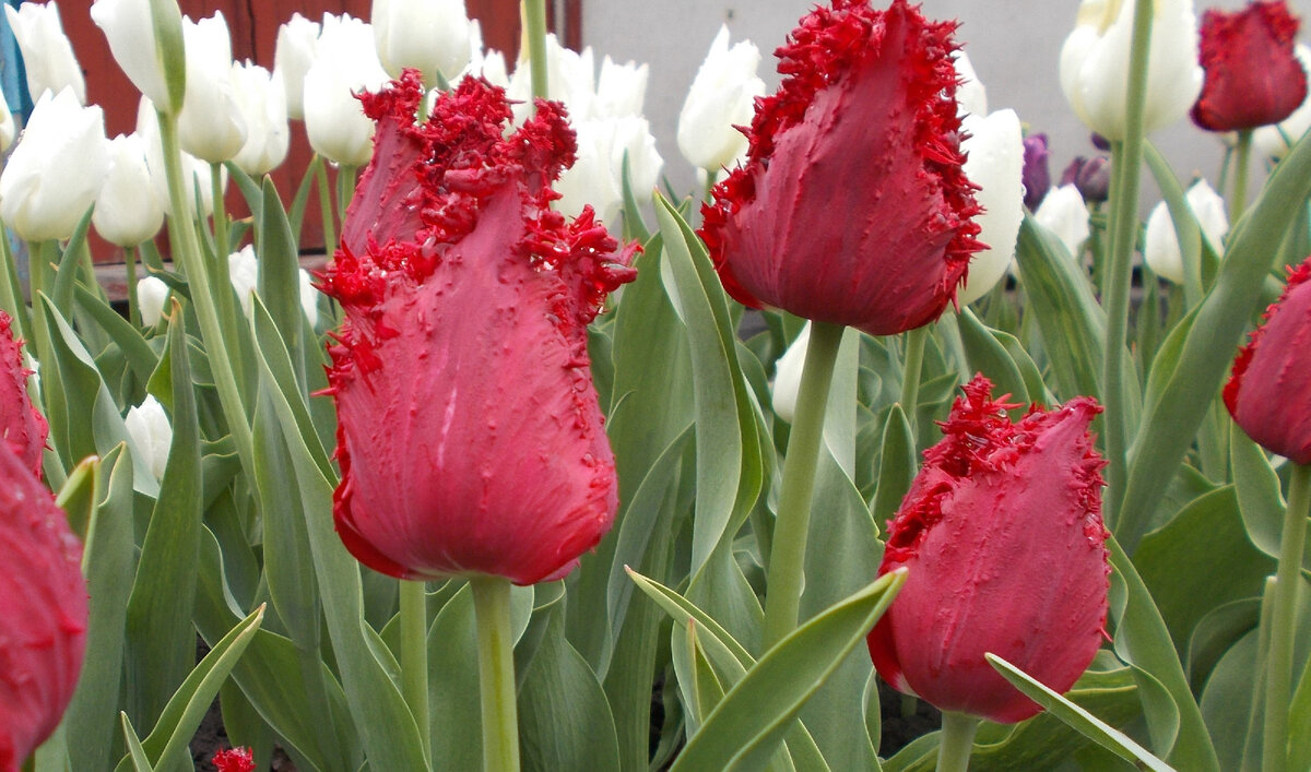 Красный бахромчатый тюльпан БАРБАДОС