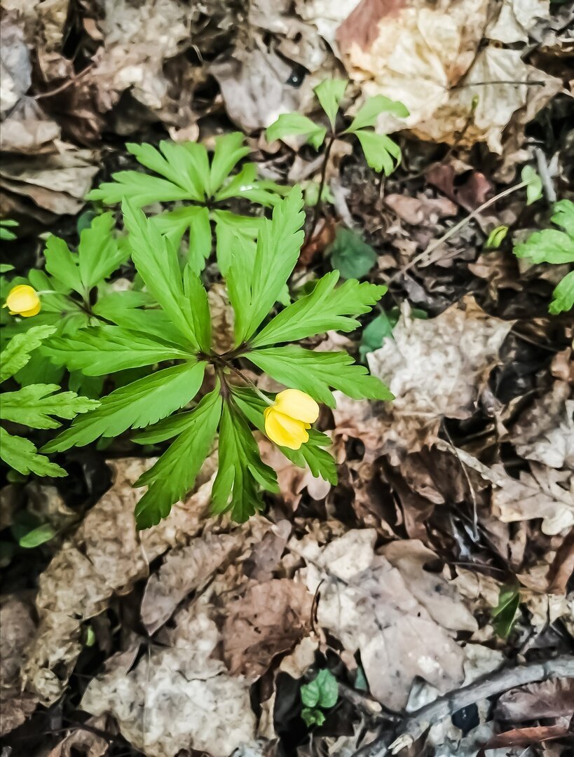Внешний вид Ветреницы лютичной