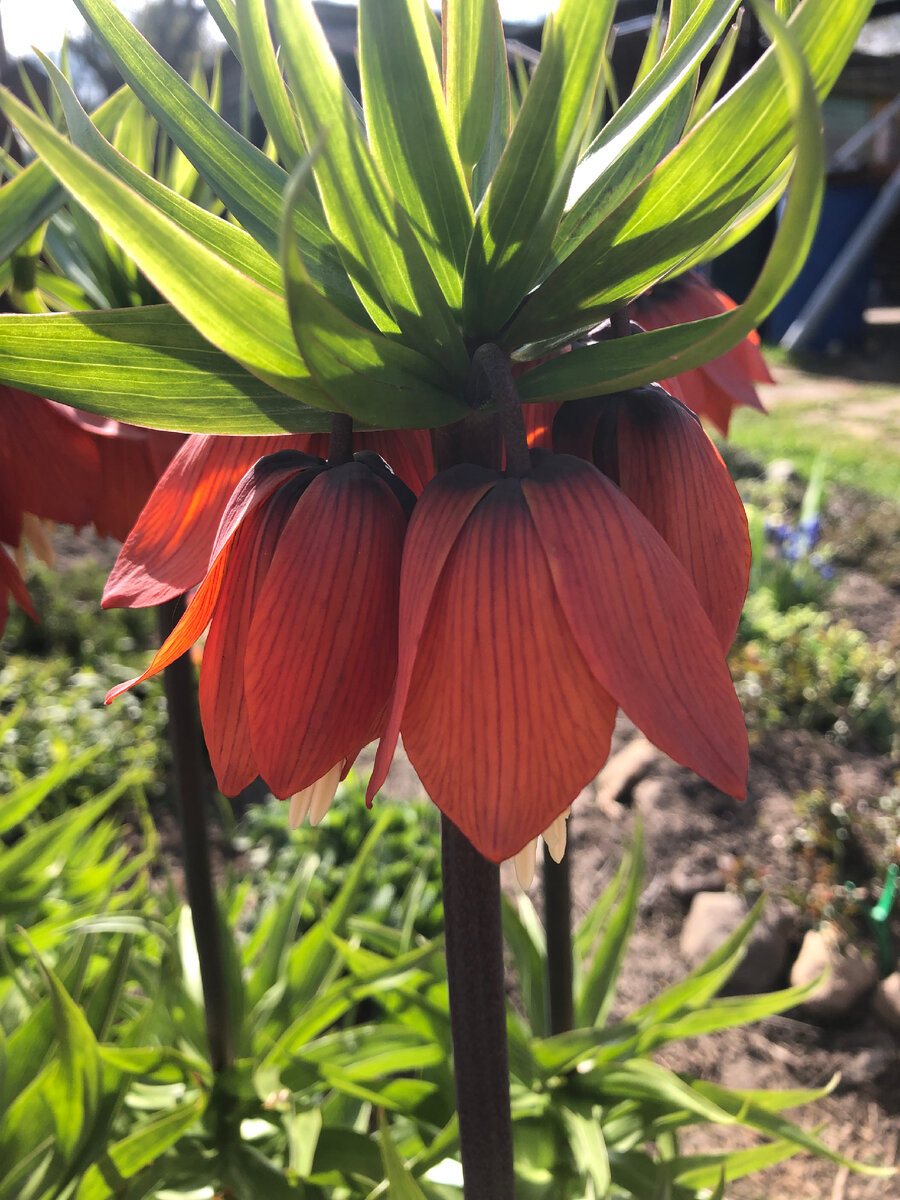 Рябчик императорский