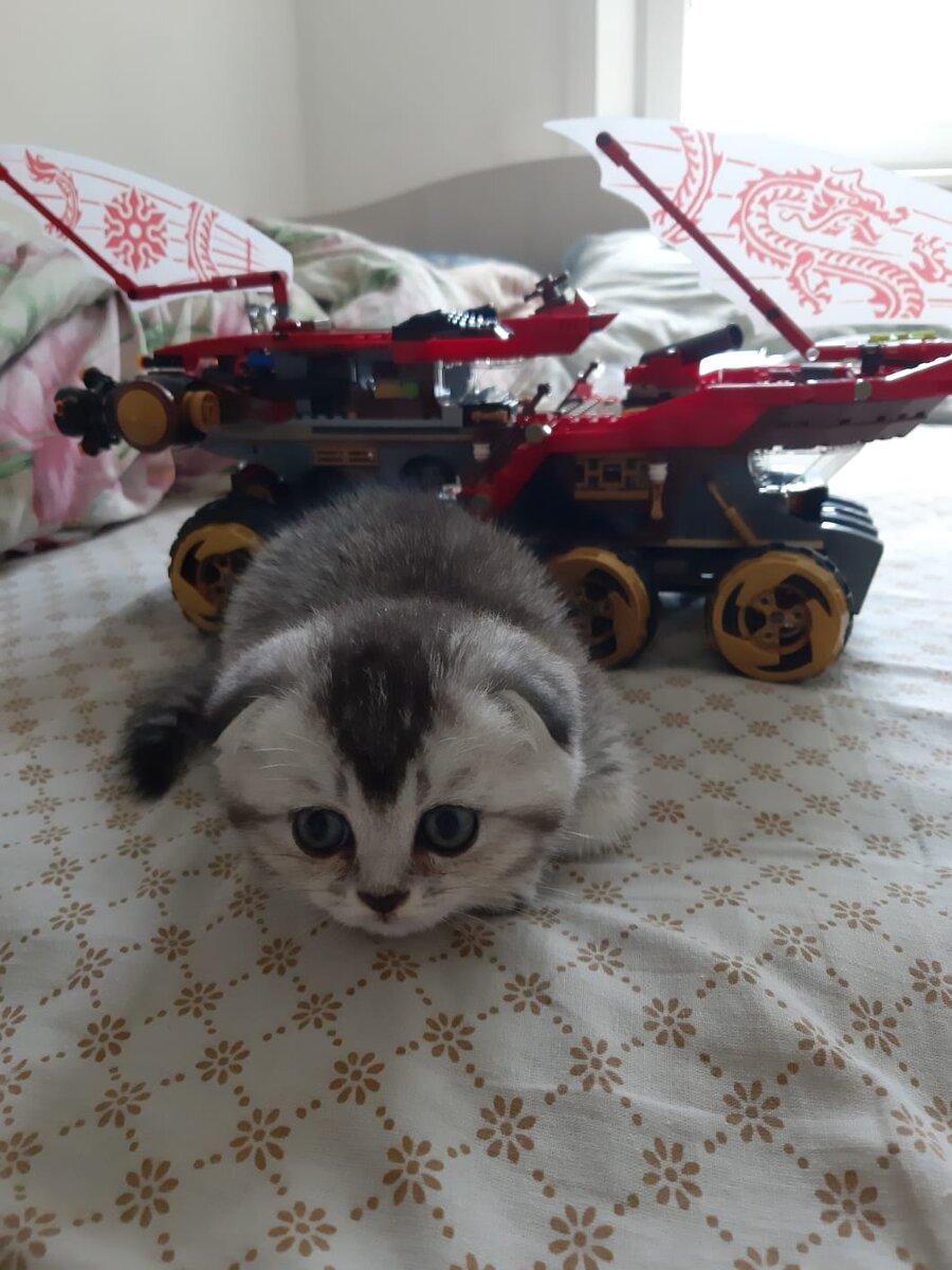 Шелли играет в лего.