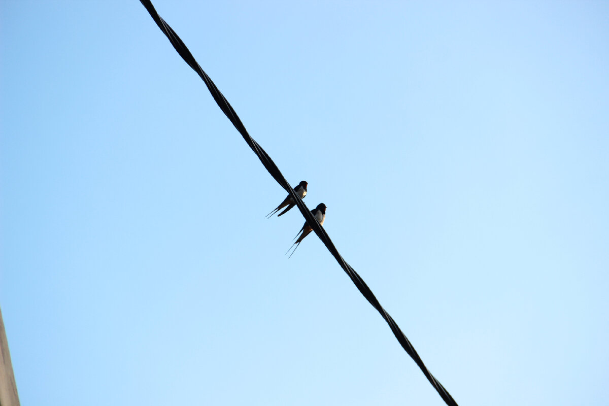 Фото автора. Ласточки прилетели