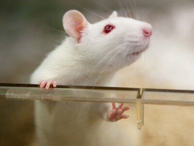    Учёные посмотрели старый фильм глазами лабораторной крысы [ВИДЕО]