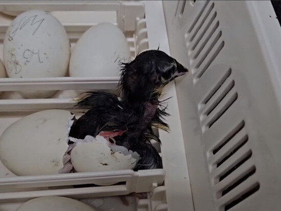     скриншот с видео от Ивановского зоопарка