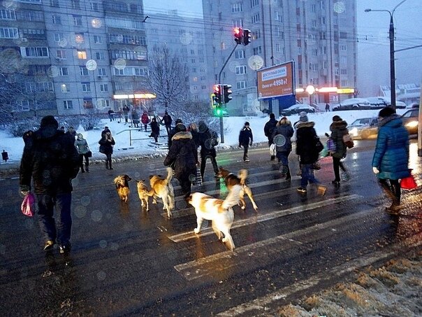 Фото Светлана Моросанова