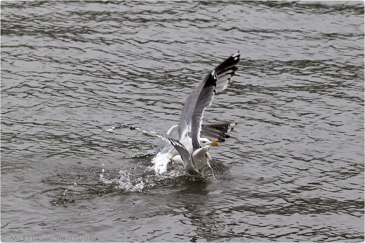 2. Чайки © NickFW.ru - 09.05.2019г.