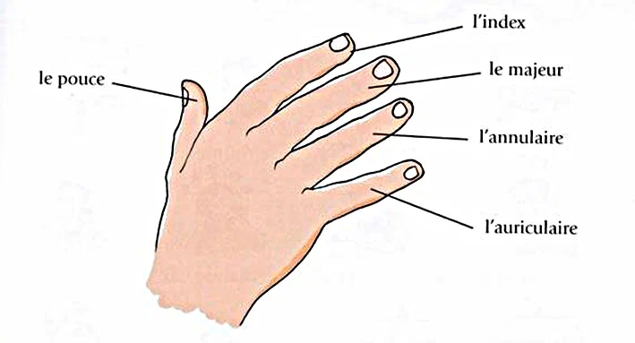 Какой палец безымянный. Название пальцев. Пальцы рук название. Название пальцев на руке на французском. Название пальцев на руке человека.