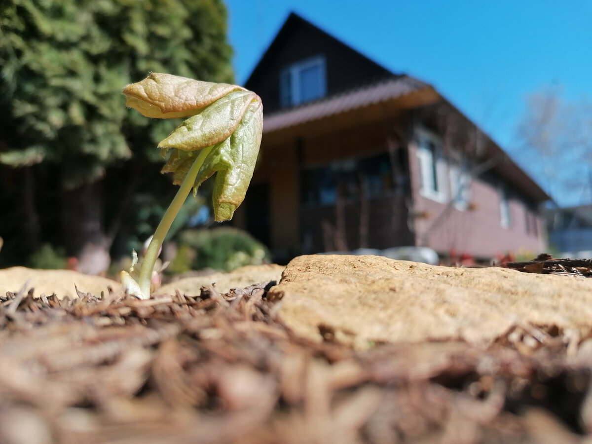 Подофиллум Эмода (podophyllum emodii) в полуроспуске нашем саду на даче. Фото автора @Маша Генералова