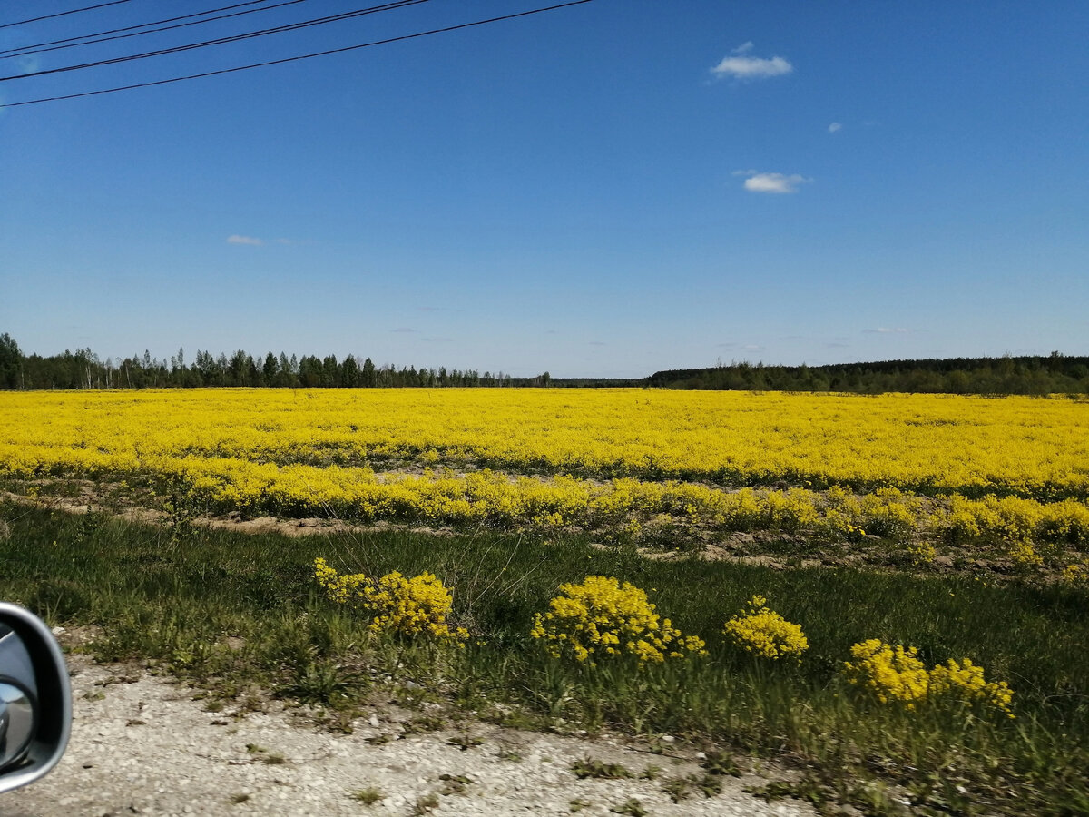 Поле за городом. 