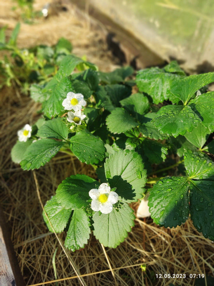 Клубника, которая была под укрытием во время заморозков