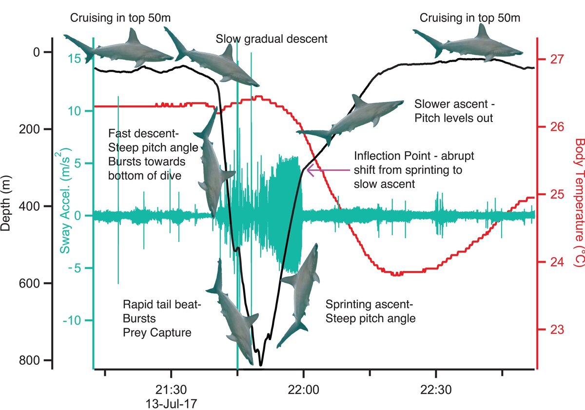   Mark Royer et al. / Science, 2023