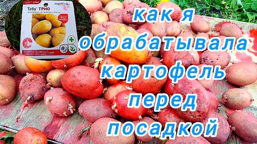 Как я обрабатываю картофель перед посадкой.