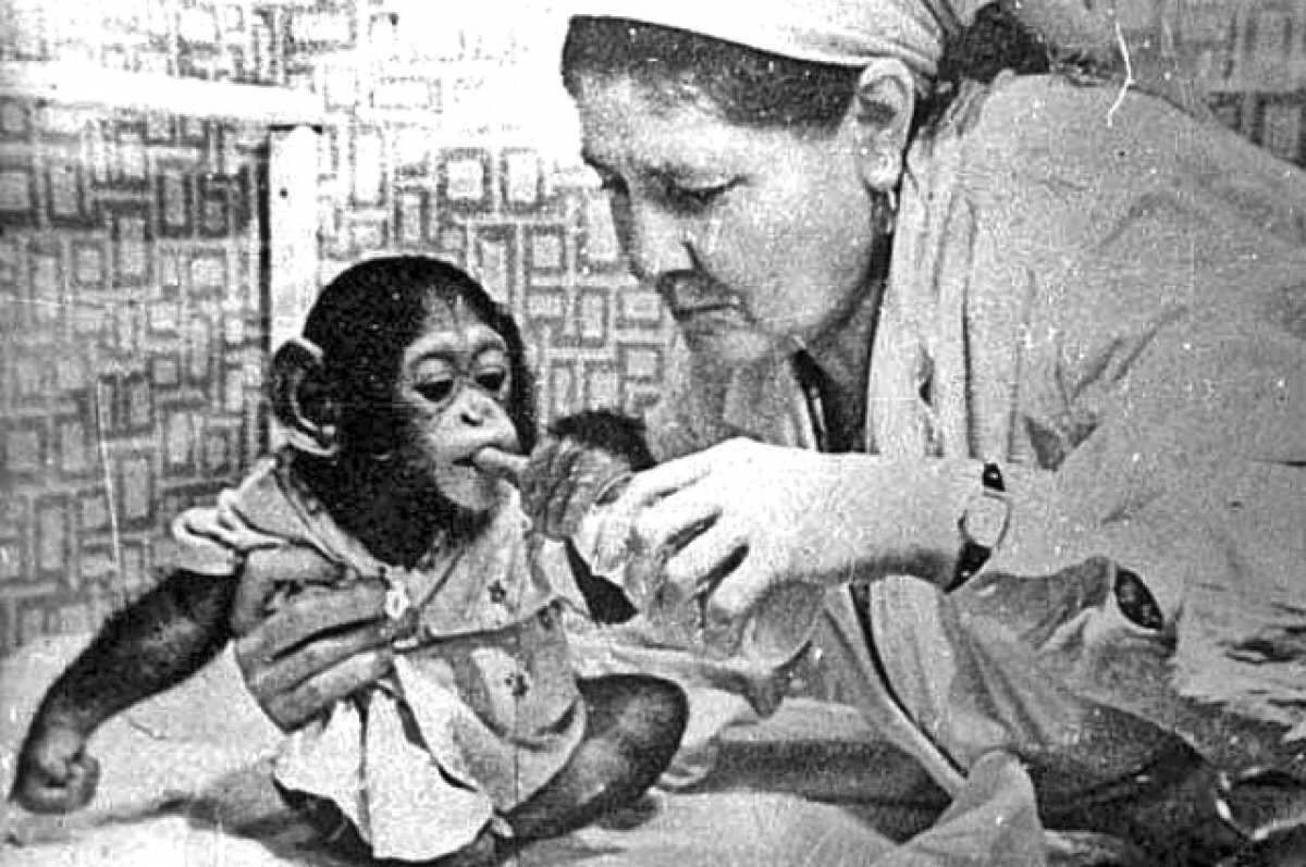    Обезьянку кормили продукцией молочной кухни роддома.