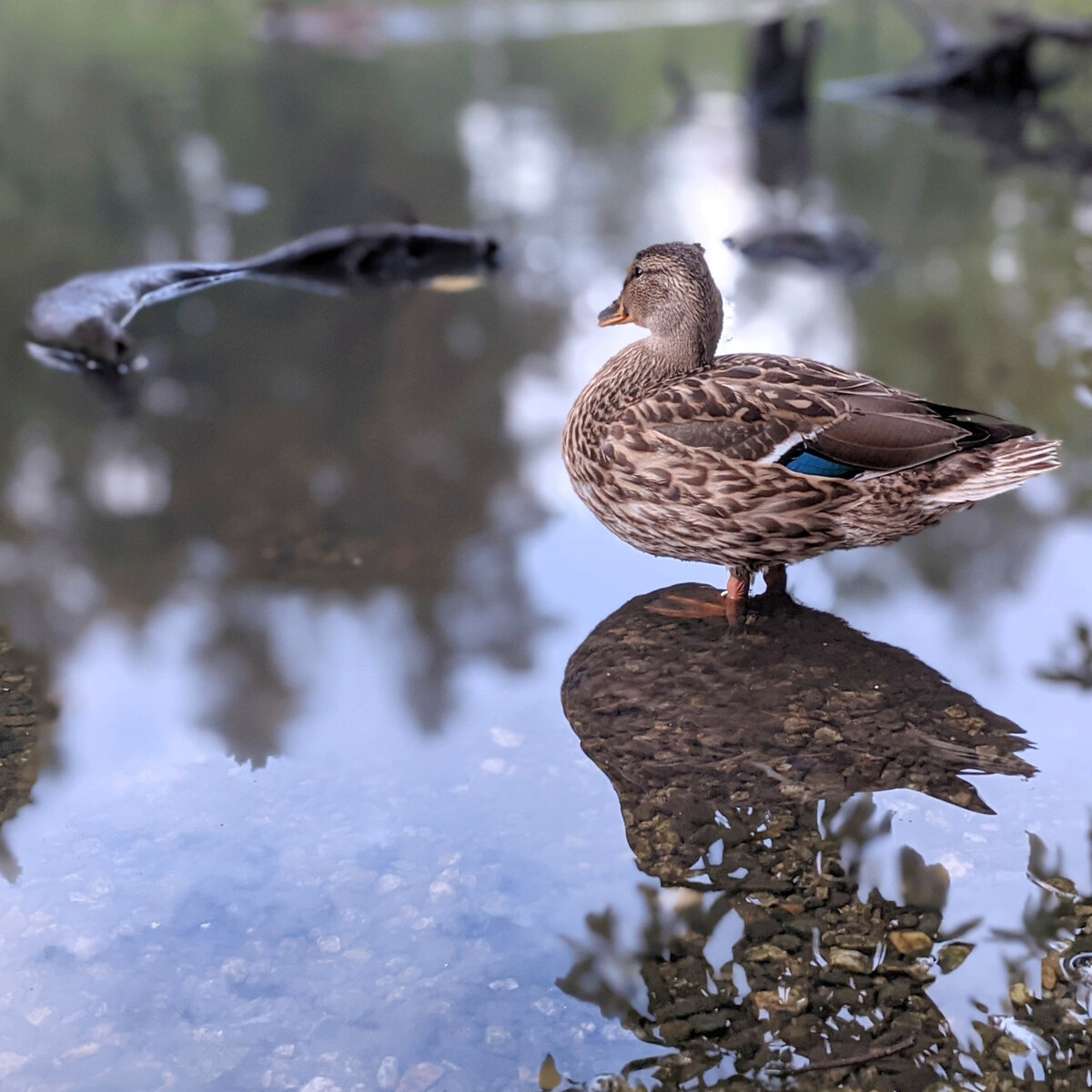 Те самые утки