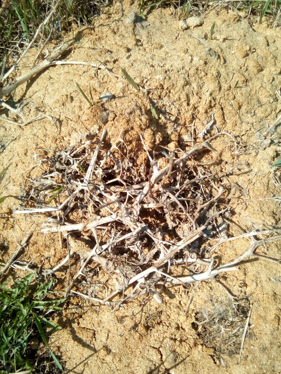 Видите яблоньку? А она есть!