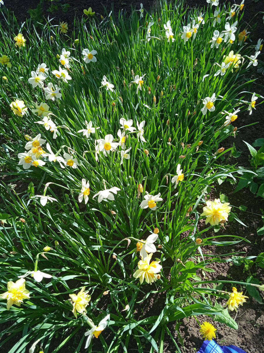 Изобилие нарциссов