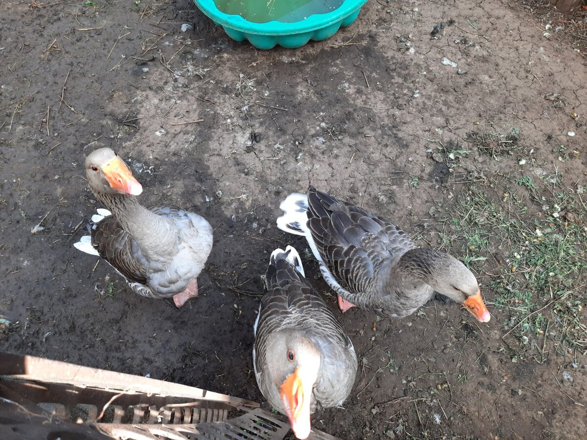 Мои любимые гуси-балбесы)