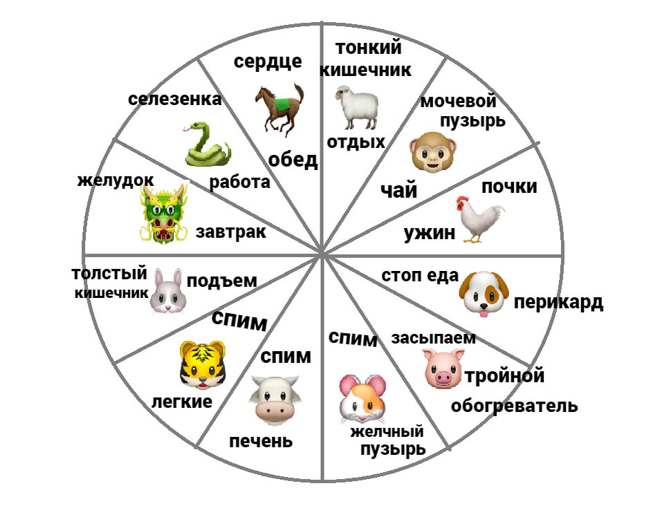 Схема интенсивной работы меридианов органов и систем организма по китайским часам.